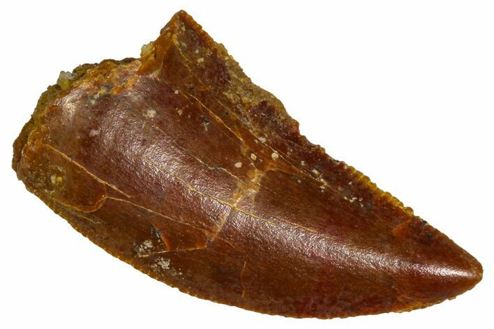 Serrated Raptor Tooth - Real Dinosaur Tooth #376806